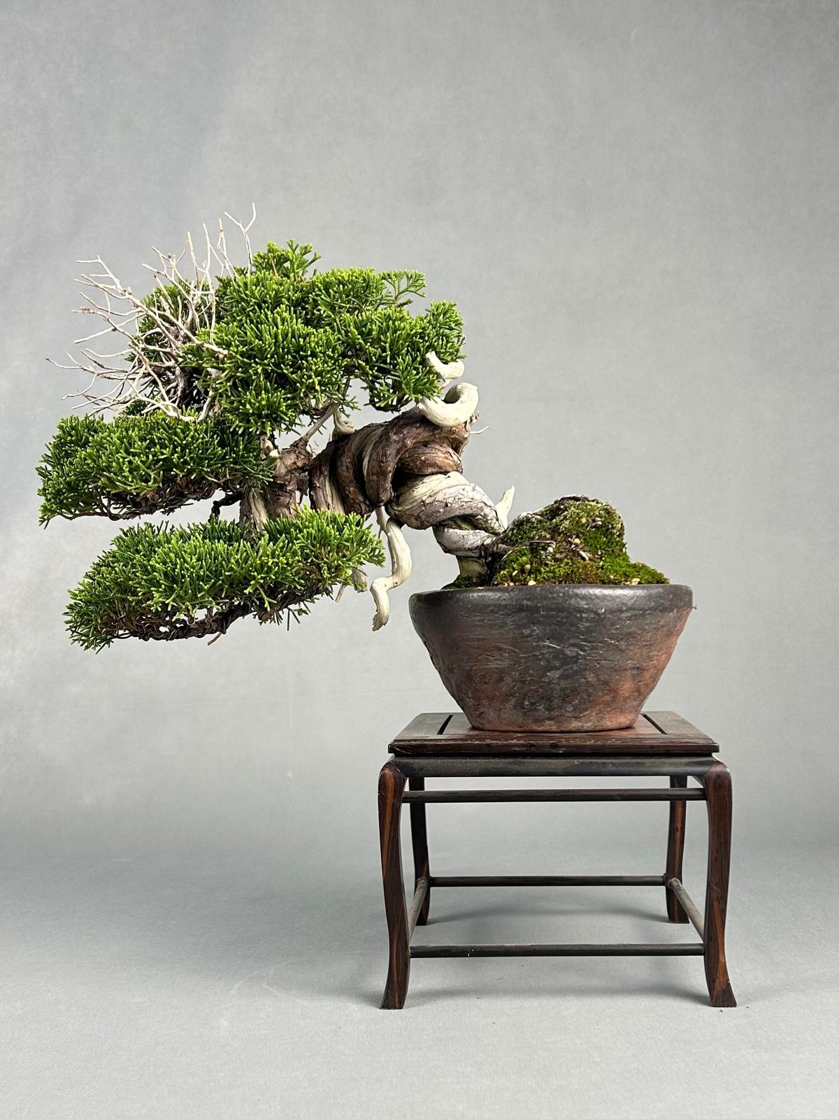 JUNIPERO CHINENSIS ITOIGAWA - Image 4